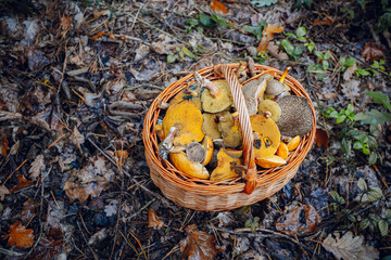 Basket Filled with Delicious and Healthy Forest Mushrooms