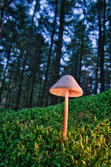 Pilz - Leuchten - Moos - Glühen - Weiß - Natur - Landschaft - Konzept - Close Up - Makro - Macro - Magisch - Mystisch - Hintergrund - Herbst - Wald - Helmlinge - High Quality Photo