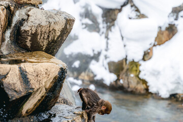 温泉に浸かる日本猿
