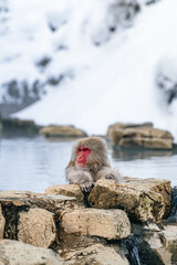 Obraz premium 温泉に浸かる日本猿