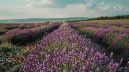 Fototapeta premium Endless lavender fields stretch to the horizon, a tapestry of purple blooms beneath a vast sky.
