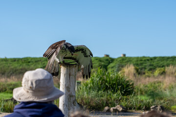 close-up of an African augur buzzard (Buteo augur)