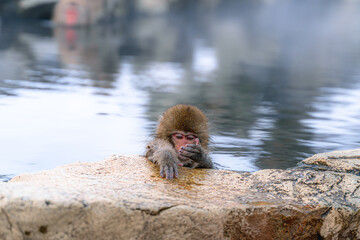 Obraz premium 地獄谷温泉