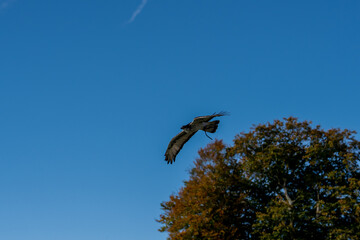 close-up of an African augur buzzard (Buteo augur)