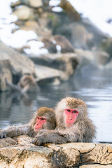 Fototapeta premium 温泉に浸かる日本猿