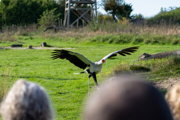 close-up of a secretarybird (secretary bird, Sagittarius serpentarius) at a display