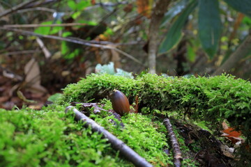 苔の上で休む木の実