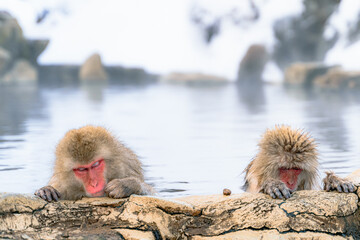 Fototapeta premium 温泉に浸かる日本猿