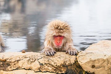 Fototapeta premium 温泉に浸かる日本猿