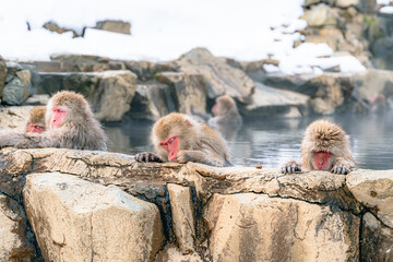 温泉に浸かる日本猿