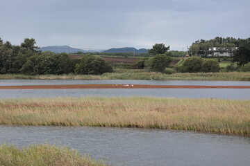 常呂のサンゴ草