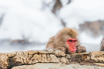 温泉に浸かる日本猿