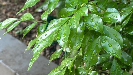 Raindrops cling to vibrant green leaves, capturing a fresh, serene moment after rainfall. The droplets highlight the natural beauty and vitality of the foliage.