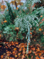 macro photos autumn