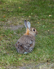 Close-up of a small rabbit