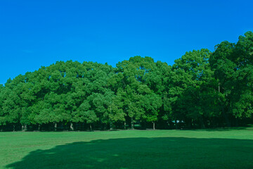 Fototapeta premium Green Forest