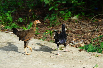 kampong chickens roam the yard