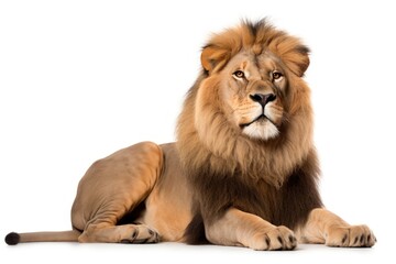Obraz premium Lion sitting wildlife mammal animal.