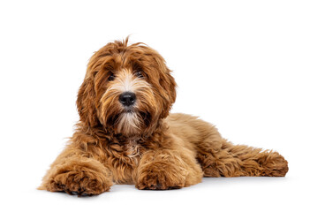 Adorable young labradoodle dog pup with white spots, laying down side ways. Looking towards camera. Isolated on a white background.