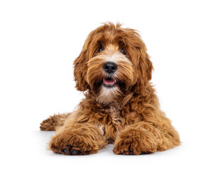Adorable young labradoodle dog pup with white spots, laying down facing front. Looking towards camera. Isolated on a white background.