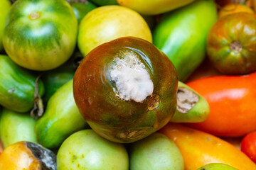 Rotten tomatoes covered with mold showing food spoilage