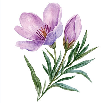 pasque flower watercolor clipart illustration isolated