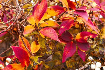 Yellow-red autumn grape leaves.
