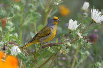 Cape canary