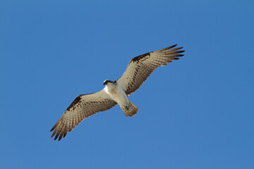 Osprey in flight
