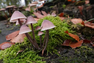 Closeup on a group of Bleeding fairy helmet Pink Mushrooms Mycena haematopus, on Moss in Forest