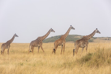 Giraffe