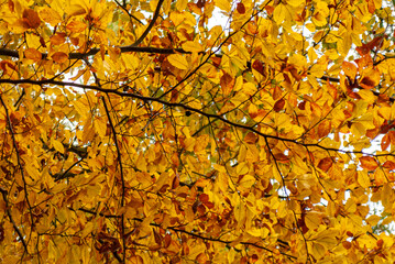 Dolina Popradu, Muszyna, Jesien w polskich Górach.