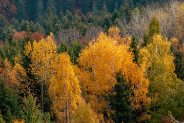 Fototapeta premium Dolina Popradu, Muszyna, Jesien w polskich Górach.