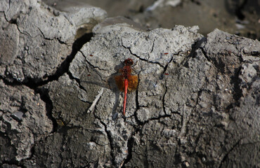 dragonfly