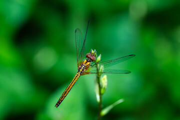Fototapeta premium Dragonfly - Thailand
