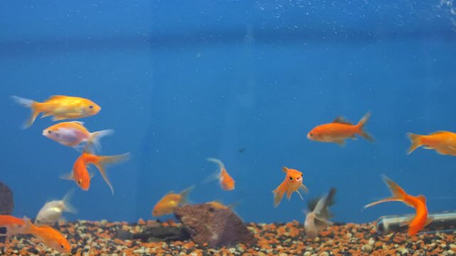 goldfish in aquarium