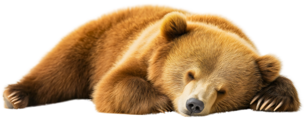 Peaceful bear sleeping isolated, tranquil dream lying winter, cozy hibernation wildlife cave animal, adorable sweet nature, woodland gentle slumbering