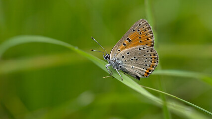 Obraz premium Lycaena candens butterfly female