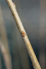 Sweet chestnut Maraval branch with buds
