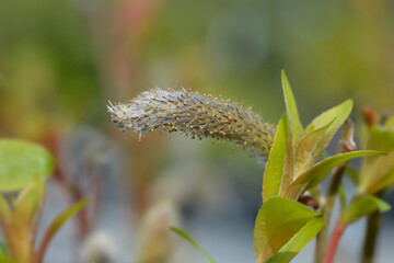 Japanese Pink Pussy Willow Mount Aso flowers