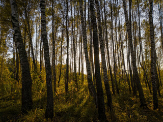Birch grove with golden leaves in golden autumn, illuminated by the sun at sunset or dawn.