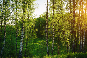 Grove of birches with young green leaves at sunset or sunrise in spring or summer. Vintage film aesthetic.