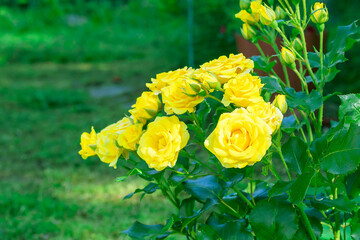 Flowering bush of perennial yellow rose spray 