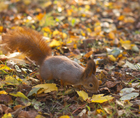 Squirrel in autumn park. Close-up of squirrel (Sciurus vulgaris), looking for food in forest.