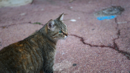 Homeless cat on the street, animal protection, rescue, no people, France, Europe