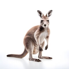 Obraz premium a beautiful animal concept design isolated on white background