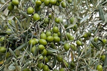 View of the olive grove near Itea town. Olive tree (Olea europaea). Greece. Europe.