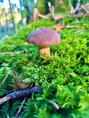 Braunkappe in einem bayerischen Wald