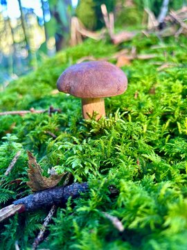 Braunkappe in einem bayerischen Wald