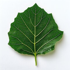 Fototapeta premium Crisp Green Collard Leaf on White Background